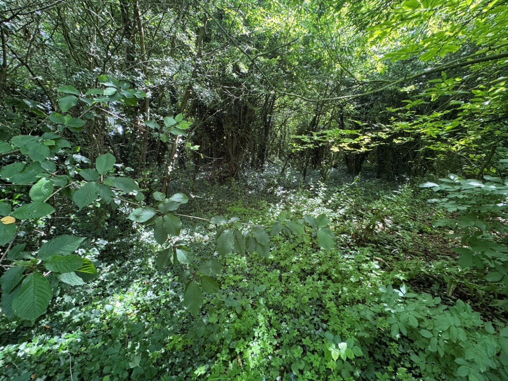 Lot: 147 - DETACHED TWO STOREY DWELLING IN ALMOST ONE ACRE WITH POTENTIAL - Rear garden - woodland area